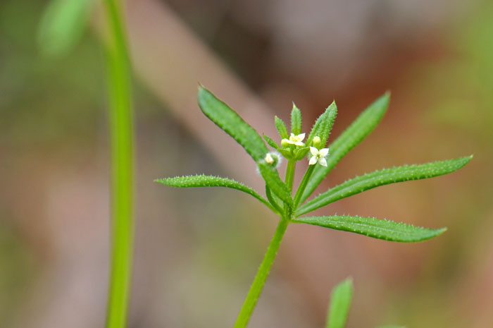 Common Bedstraw is naturalized in the United States and Canada. It has small white flowers, 1 or 2 usually (3), growing from whorled leaf axils. Note the petals of the corolla are white. Galium aparine 